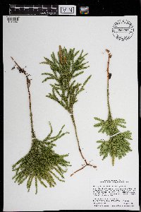 Dendrolycopodium dendroideum image