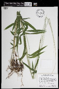 Brachyelytrum aristosum image