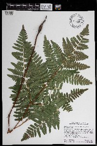 Pteridium aquilinum var. latiusculum image