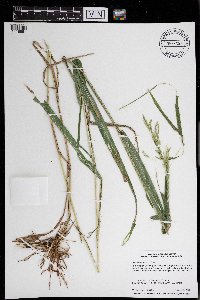 Leersia oryzoides image