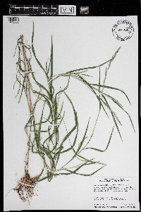Muhlenbergia mexicana image