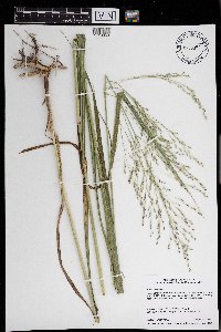 Panicum virgatum image