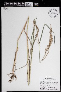 Calamagrostis canadensis image