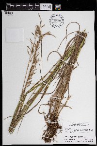 Bromus inermis image