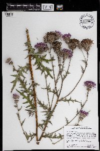 Cirsium muticum image