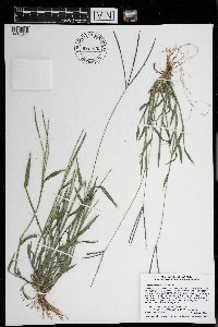 Digitaria sanguinalis image