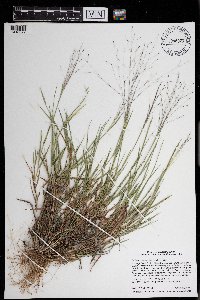 Digitaria cognata image