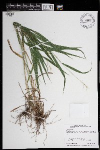 Elymus hystrix image