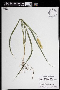 Setaria pumila image