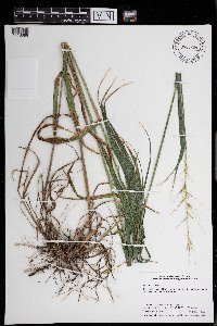 Elymus hystrix image