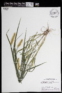 Setaria pumila image