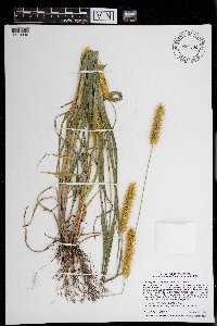 Setaria pumila image