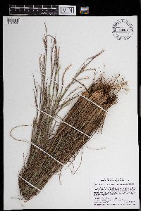Schizachyrium scoparium image