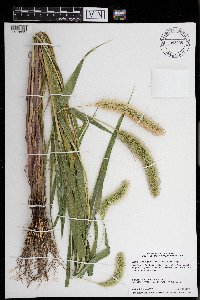 Setaria viridis var. major image