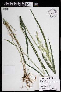 Leersia oryzoides image