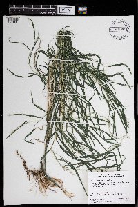 Muhlenbergia frondosa image