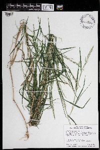 Muhlenbergia frondosa image