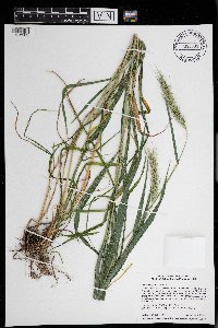 Elymus riparius image