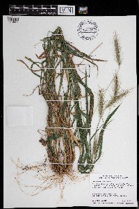 Elymus villosus image