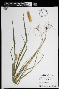 Setaria pumila image