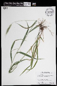 Elymus riparius image