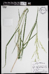 Leersia oryzoides image