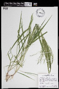 Panicum philadelphicum image