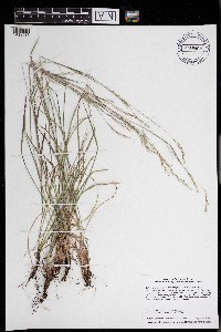 Schizachyrium scoparium image