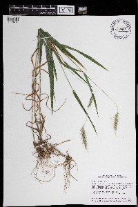 Elymus villosus image