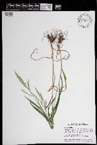 Cinna arundinacea image