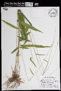 Brachyelytrum erectum image