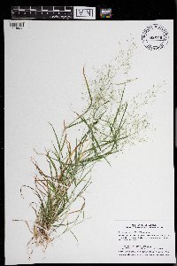 Agrostis perennans image