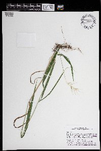 Elymus hystrix image