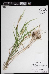 Elymus virginicus image