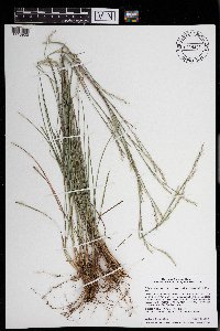 Schizachyrium scoparium image