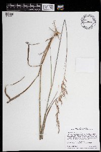 Sorghastrum nutans image