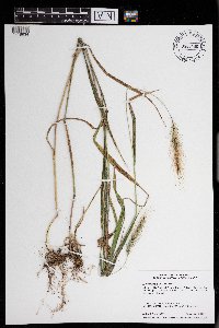 Elymus villosus image