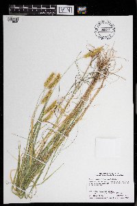 Setaria pumila image