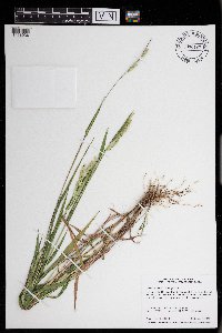 Eriochloa villosa image
