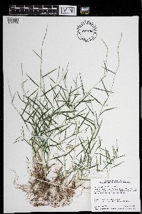 Muhlenbergia schreberi image
