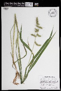 Echinochloa muricata var. muricata image