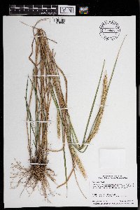 Elymus virginicus image