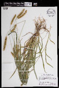 Setaria pumila image