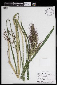 Echinochloa walteri image