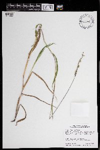 Eriochloa villosa image