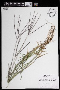 Digitaria sanguinalis image