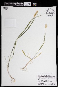 Setaria pumila image