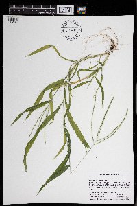 Digitaria sanguinalis image