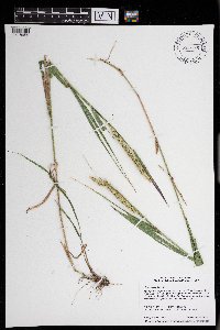 Elymus curvatus image