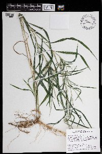Muhlenbergia frondosa image